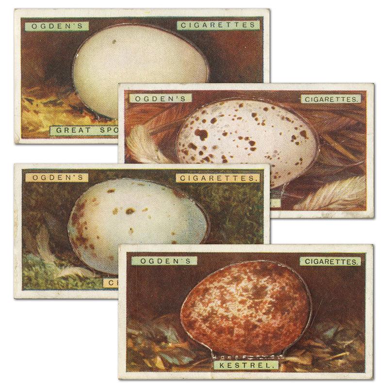 Birds Eggs (Cutouts) (50) Ogdens 1923