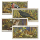 Wild Birds (50) Player's 1932