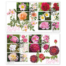 2026 Roses Collector Sheet BLCS 5000 Pair of Covers