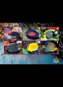 British Indian Ocean Island Territory  Angelfish 6 Valve M/S