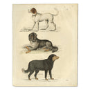 Dog Breeds Print_CXP0413