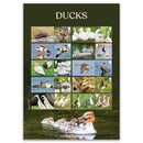 2025 Ducks Collectors Sheet 5 x 1st, 5 x 2nd