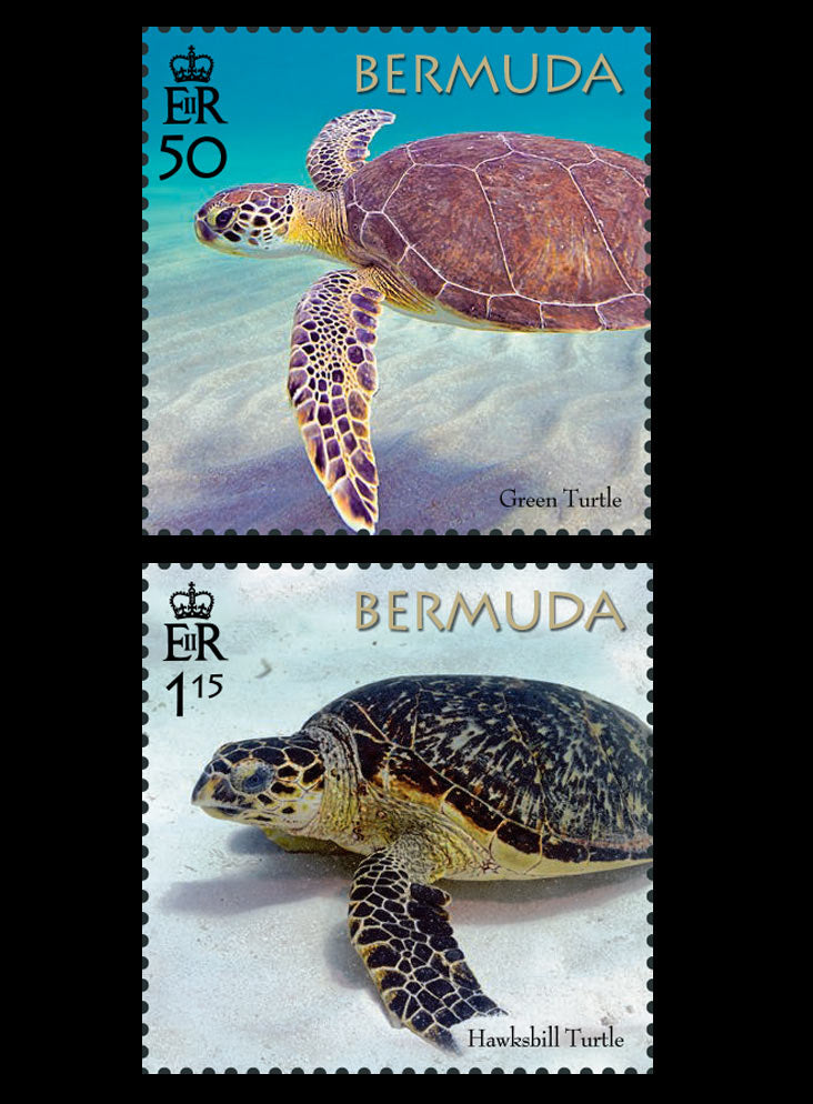 Bermuda Turtle Project 4 value set 22/3/18