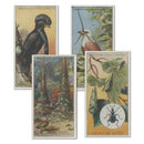 Wonders of nature  (25) Lambert & Butler 1924