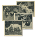 Our Favourites (48) Godfrey Phillips 1935