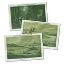 Old Sporting Prints (Large - 25) Player's 1924 4PLA19241