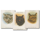 Cats (Large - 24) Player's 1936 4PLA19365