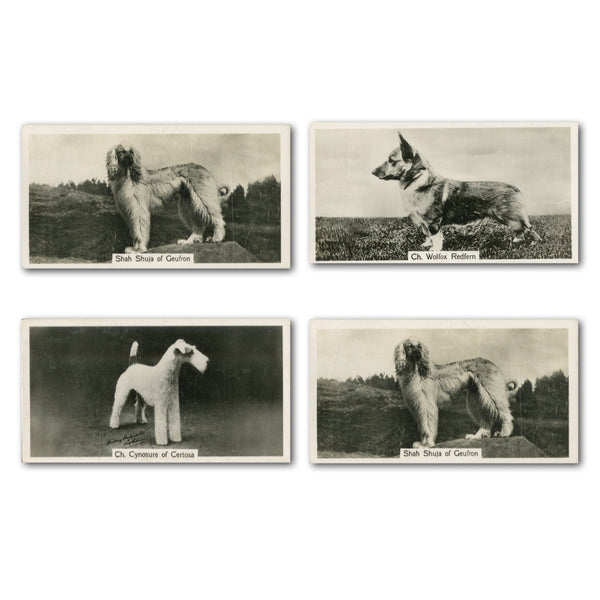 Champion Dogs - A Series (54) John Sinclair Ltd 1938