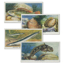 The Sea Shore (50) Will's 1938