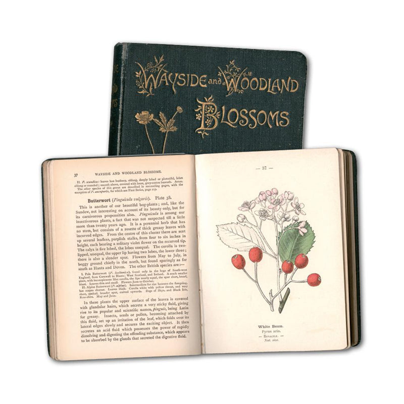 Wayside and Woodland Blossoms - Two Volumes - 1896 First Edition CXB0186