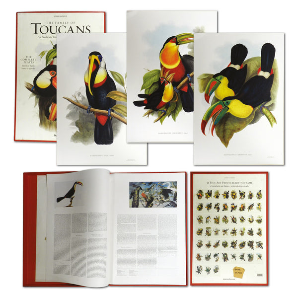 The Family of Toucans by John Gould