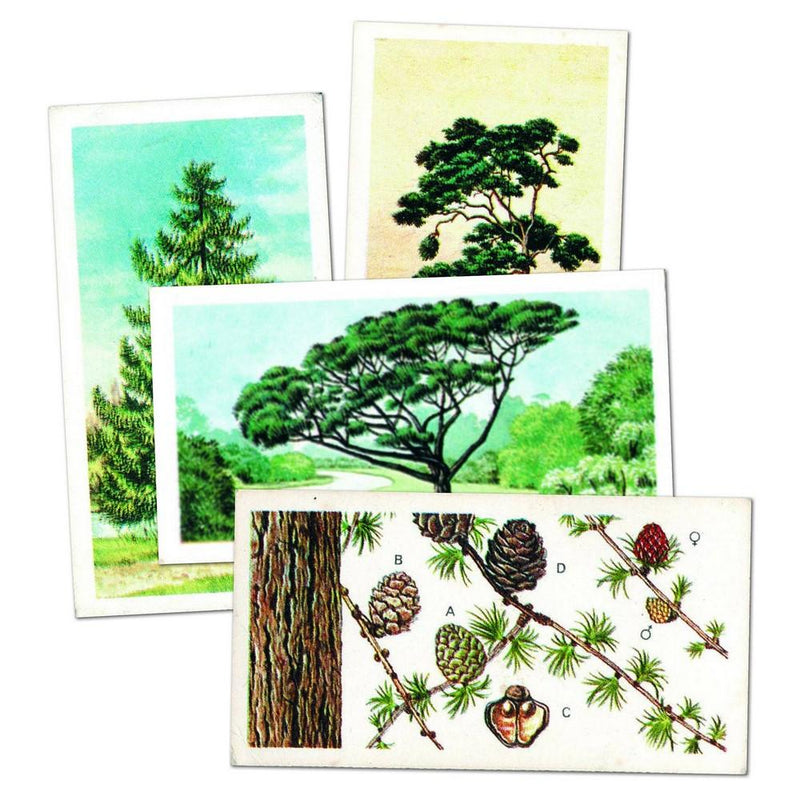 Trees in Britain Brooke Bond Tea Cards CXM0026