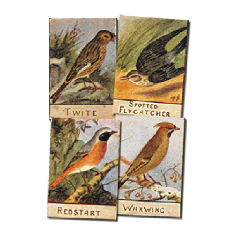 British Bird Series Numbered (99/100) Spratts 1935 CXM0056