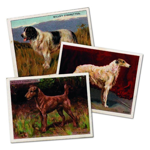 Dogs (Large 24/25) Wills's 1914 CXM0216P