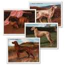 Dogs (2nd Series) Wills's Large Format (22/25)