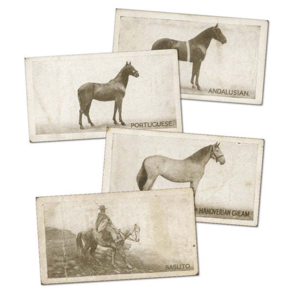Types of Horses (25) Richard Lloyd CXM0536A