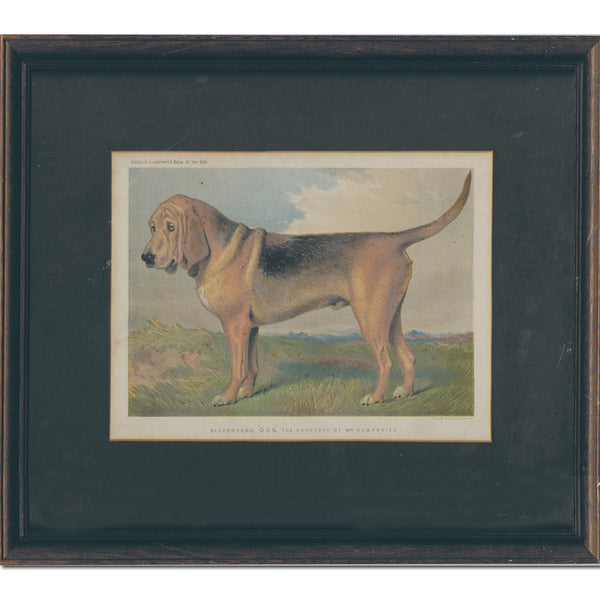 Cassell's Illustrated Book of the Dog - Framed Chromoithograph1881 CXP0066