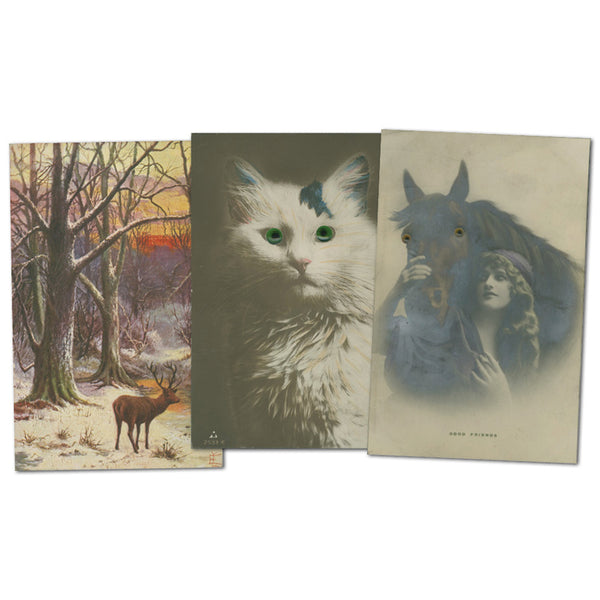 20 Vintage Animal Themed Postcards CXX0442
