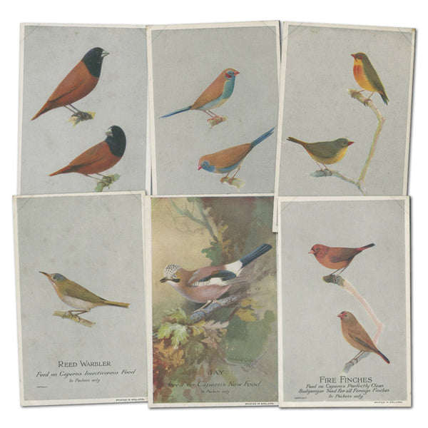 50 Caperns Bird  Food Postcards in album CXX0449