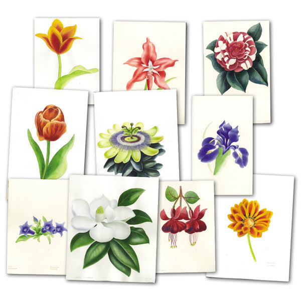 Floral Collection of artwork by Mark Wilkinson OBA0032